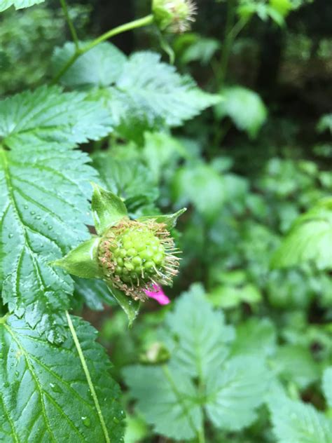 Salmonberry | Friends of Springbrook Park