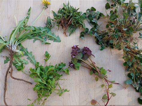 Get to know foraging in your yard and beyond | Medium