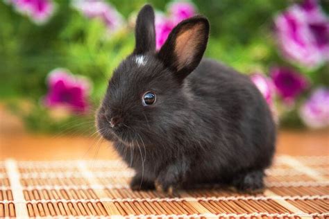 21 Beautiful Black Rabbit Breeds (With Pictures) | Pet Keen