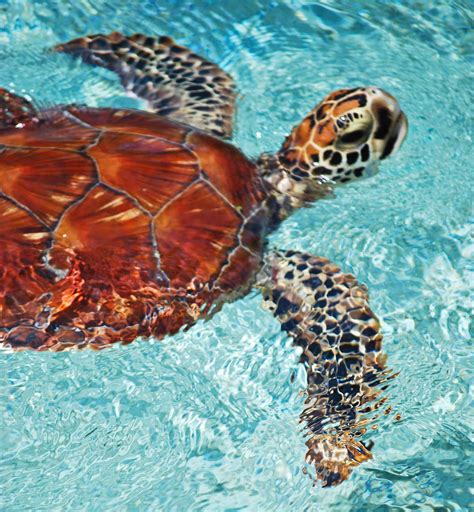 Surviving Bora Bora: Sea Turtles & Cyclones in Tahiti | Round the World in 30 Days