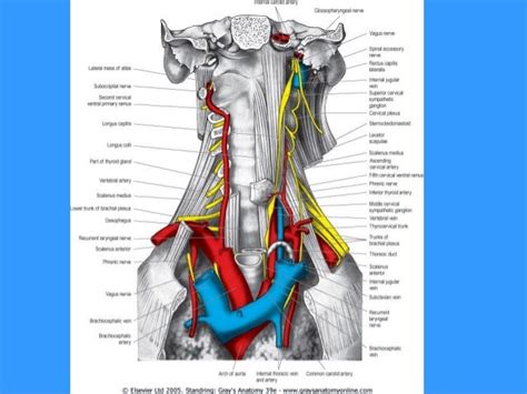 Scalenus anterior muscle