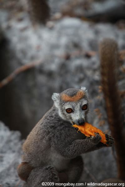 Picture: Female crowned lemur feeding on a mango rind