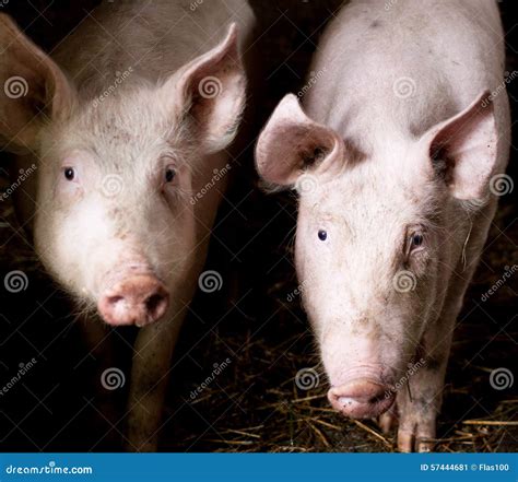 Two pigs in the farm stock image. Image of barn, breed - 57444681