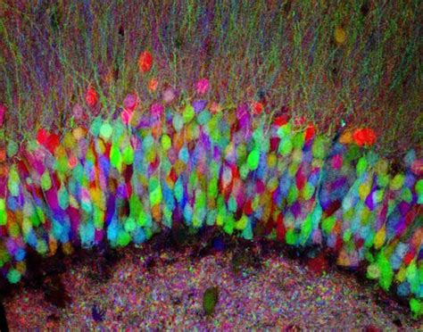 Brainbow image in the hippocampus of a transgenic mouse - image 1 - Softpedia | Brain science ...