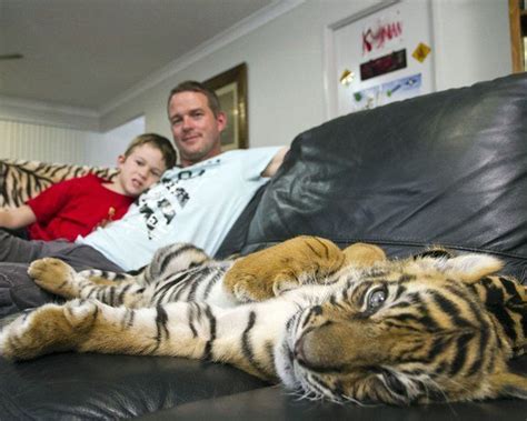 The real tigers who came to tea - and stayed over - BBC News