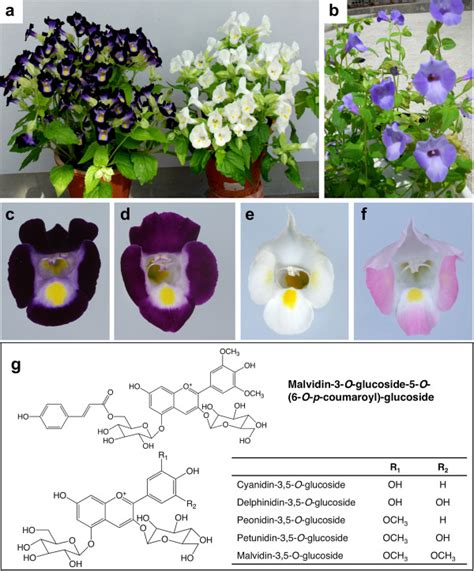 Genetic engineering of torenia flower color. Various species of torenia ...