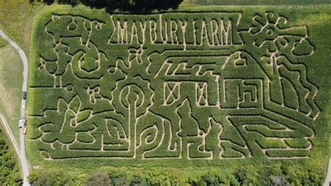 Corn Maze - Maybury Farms - Committed2Community