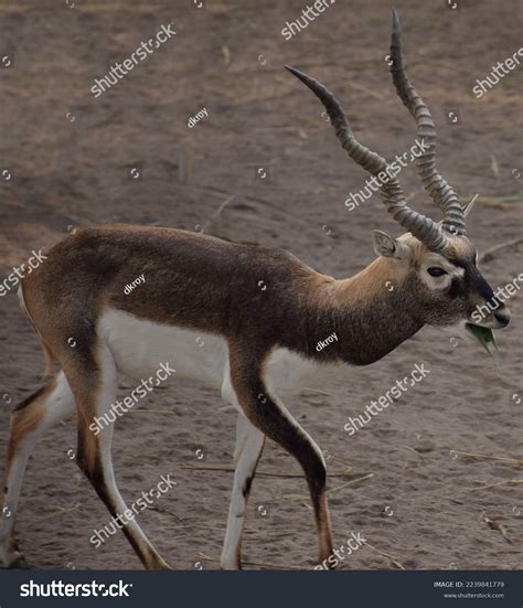 46 Indian Black Buck Family Images, Stock Photos & Vectors | Shutterstock