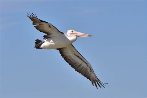 Australian Pelican - Birds SA