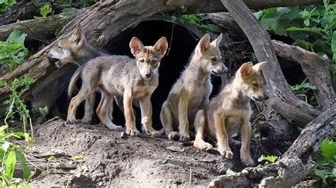 Brookfield Zoo holds contest to name wolf puppies - ABC7 Chicago