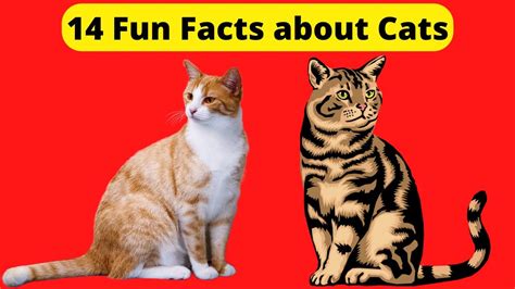 14 Fun Facts about Cats - Pet Life News