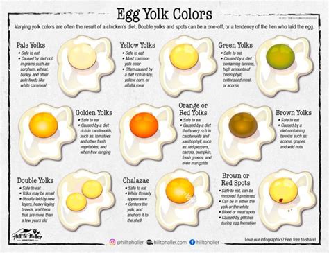 Egg Yolk Colors - Hill to Holler Homestead