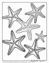 100  Starfish coloring Pages Free PDF To Print Woo Coloring sketch template
