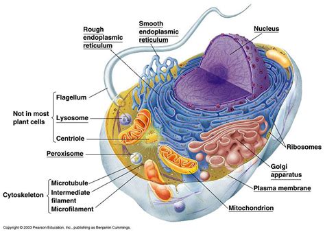 Animal Cells | Animal cell, Eukaryotic cell, Cell diagram