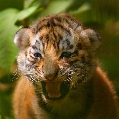 siberian tiger cub - a photo on Flickriver