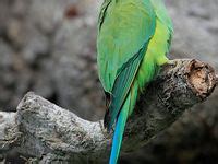 31 Indian ringneck colors ideas | pet birds, parrot, pretty birds