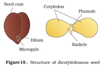 What is the main characteristic of dicot seeds? | Socratic