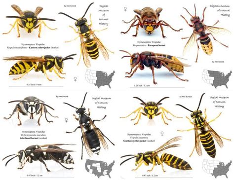 Wasp Vs Bee Vs Hornet Vs Yellow Jacket