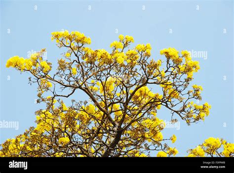 Yellow flowers blooming in spring season ; India Stock Photo, Royalty ...