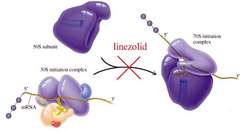 Linezolid - Molecule of the Month - August 2005