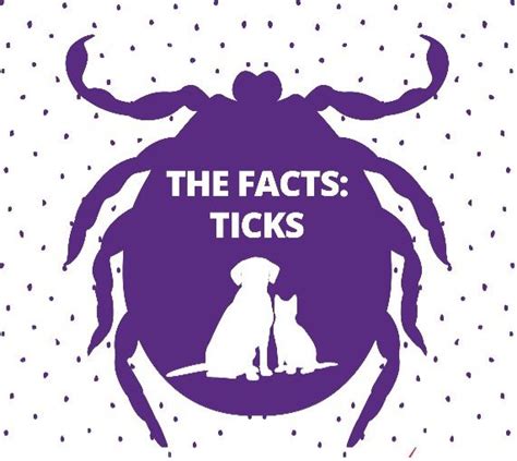 Ticks and Fleas - Prevention for Pets | The Village Vet Killara and Pymble