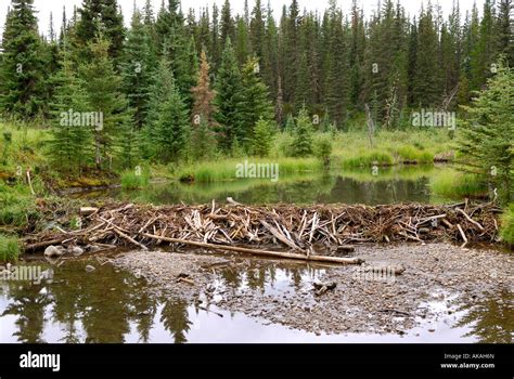 Beaver Dam Construction Near Hinton Alberta Canada Canadian Rockies ...