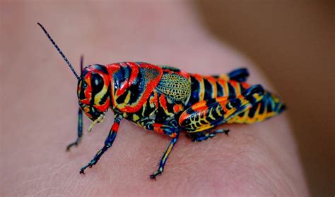 Rainbow Grasshopper l Breathtaking - Our Breathing Planet