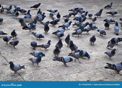 Flock of pigeons stock photo. Image of freedom, bird - 131829492