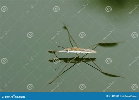 Water skipper stock photo. Image of water, skipper, insect - 41429390