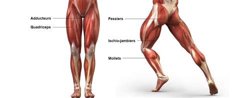 Anatomie de la Jambe - Fitness Heroes