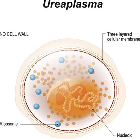 Ureaplasma parvum qPCR assay - PCR Assays