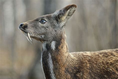 'Vampire' Deer?! 5 South Korean Animals You May See at the 2018 Winter ...