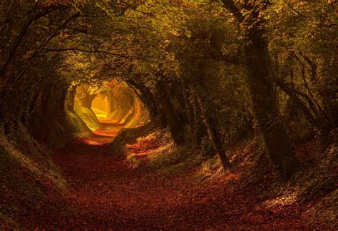 Autumn Forest Tunnel Path - HD Wallpaper