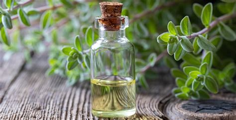 Marjoram Essential Oil Benefits, Uses, Side Effects and More - Dr. Axe