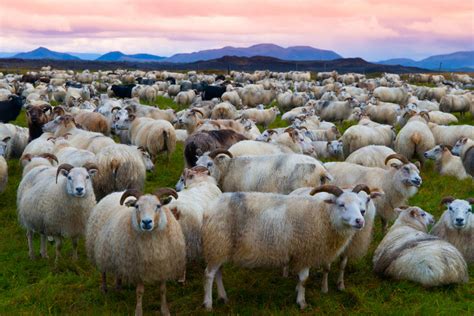 Icelandic Sheep