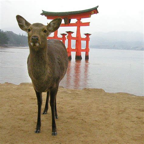 Deer Pose | Miyajima, Japan. | Adam Collins | Flickr