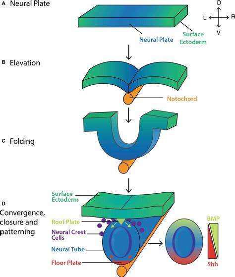 Frontiers | Modeling Mammalian Commitment to the Neural Lineage Using Embryos and Embryonic Stem ...