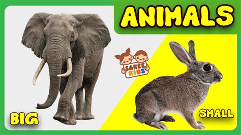 Big and Small Animals | Animals | CBSE Class 3 EVS | Basic English for Kids - YouTube