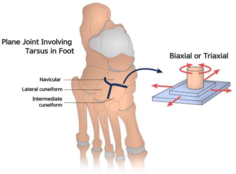 Which types of joints are uniaxial, biaxial, and triaxial? | Quizlet