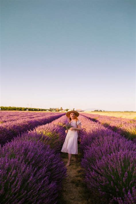 5 Enchanting Lavender Fields in California To Visit This Summer