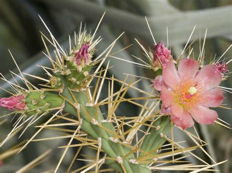 Cylindropuntia hystrix - World of Succulents