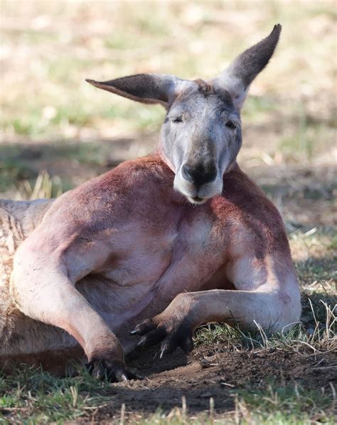 Buff kangaroo goes viral after flaunting giant muscles