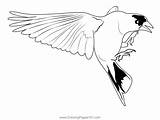 Eastern Goldfinch Coloring Page Sketch sketch template
