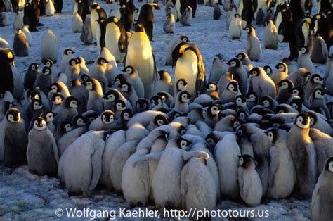 Huddling Emperor penguin chicks — Photo Tours