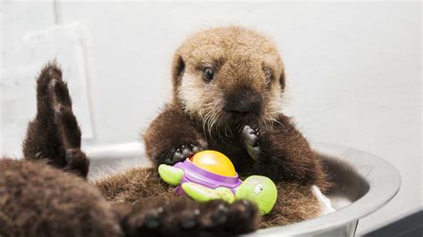 PHOTOS: Sea otter pup rescued from beach north of Santa Cruz