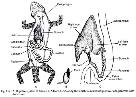 Digestive System of Calotes (With Diagram) | Zoology