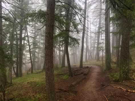 Channeling the PNW on a rainy day on Enchanted Forest Trail in Golden ...