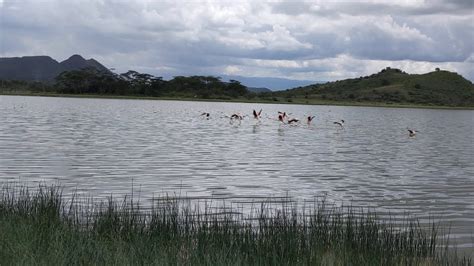 Flamingos at Lake Elementaita, Kenya - YouTube