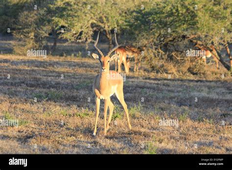 Springbok in South africa watching Stock Photo - Alamy