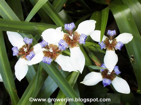 Garden Adventures: Walking Iris (Neomarica gracilis)